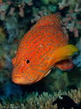 Coral Grouper