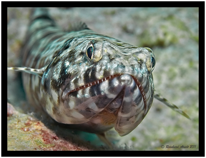 Lizardfish