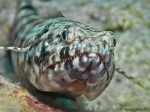 Lizardfish