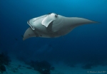 Manta