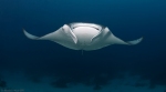 Manta