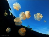 Jellyfish Lake